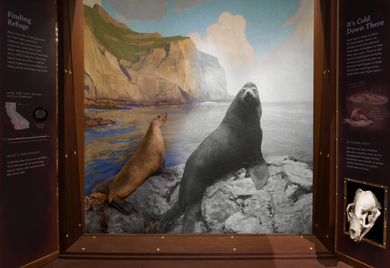 California Sea Lion diorama