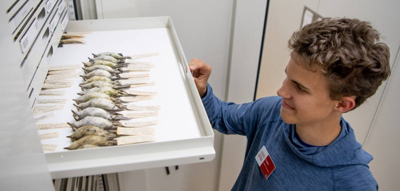 A young man affixes a label to a drawer full of bird specimens