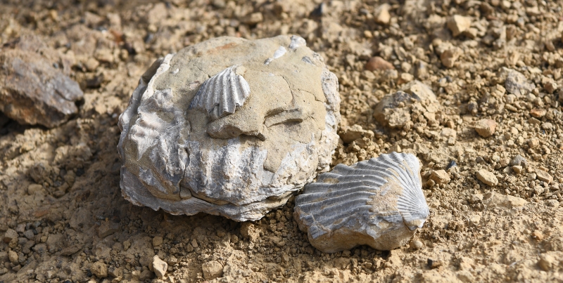 bivalve casts from sirenian site