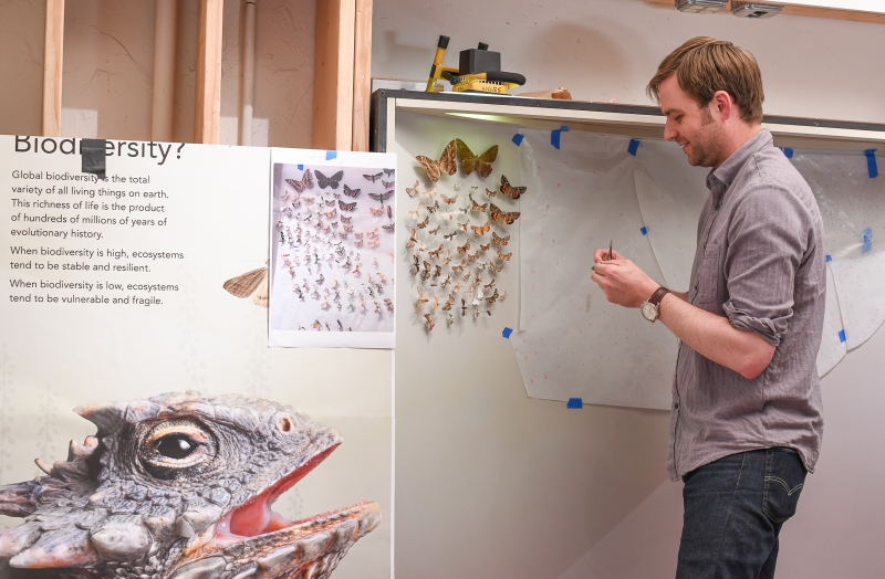 Matthew Gimmel installing entomological exhibit