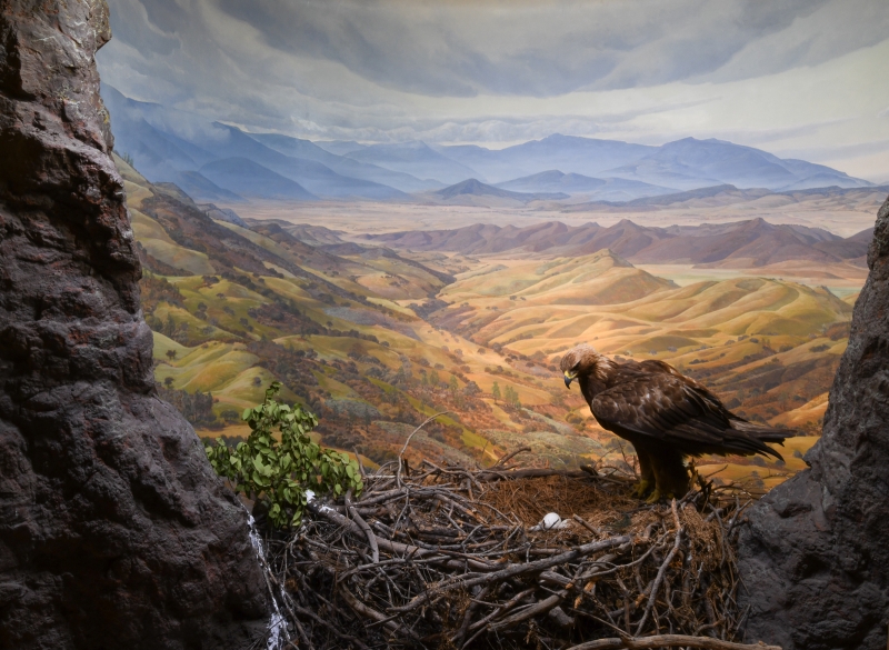 Golden Eagle diorama with background by Ray Strong