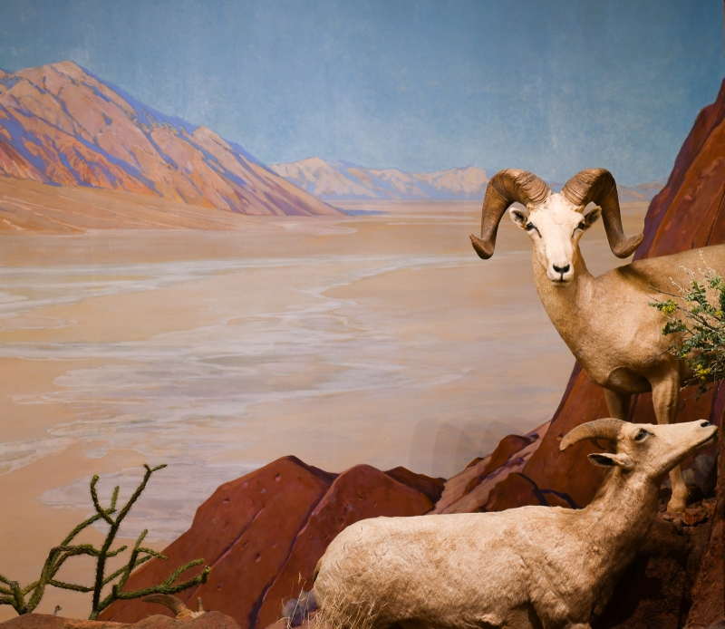 Bighorn Sheep diorama painted by Fernand Lungren