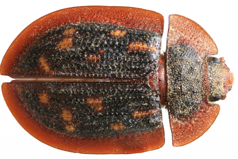 Peltis beetle photo by Lucie Gimmel
