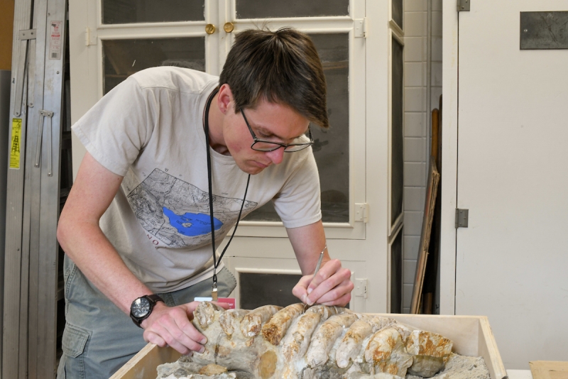 Chris Everett preparing fossil sirenian rib block