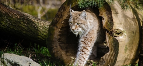 Science on Site: Wildlife Camera Basics