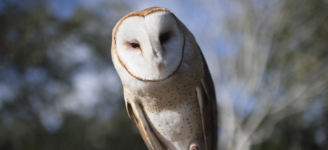 Eyes in the Sky - Live Birds of Prey