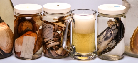 Science Pub: Trade, Borrow, or Steal: How Life Exceeds its Metabolic Potential