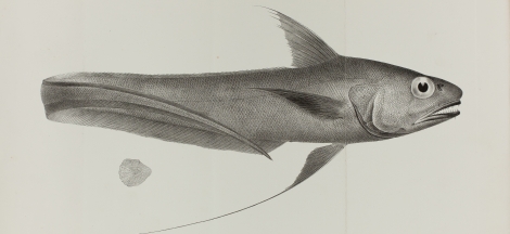 Exhibit Opening: The Art of Natural History