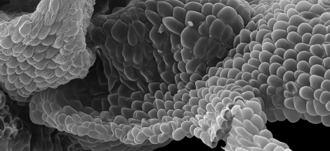 Science on Site: Scanning Electron Microscope
