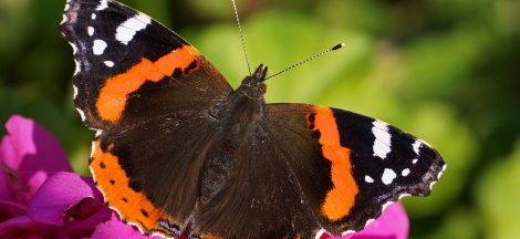 Butterflies Alive!