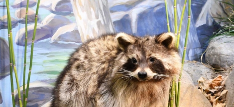 Grand Reopening - Mammal & Bird Halls + Santa Barbara Gallery