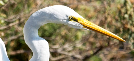 Field Class: A Closer Look - Lake Los Carneros