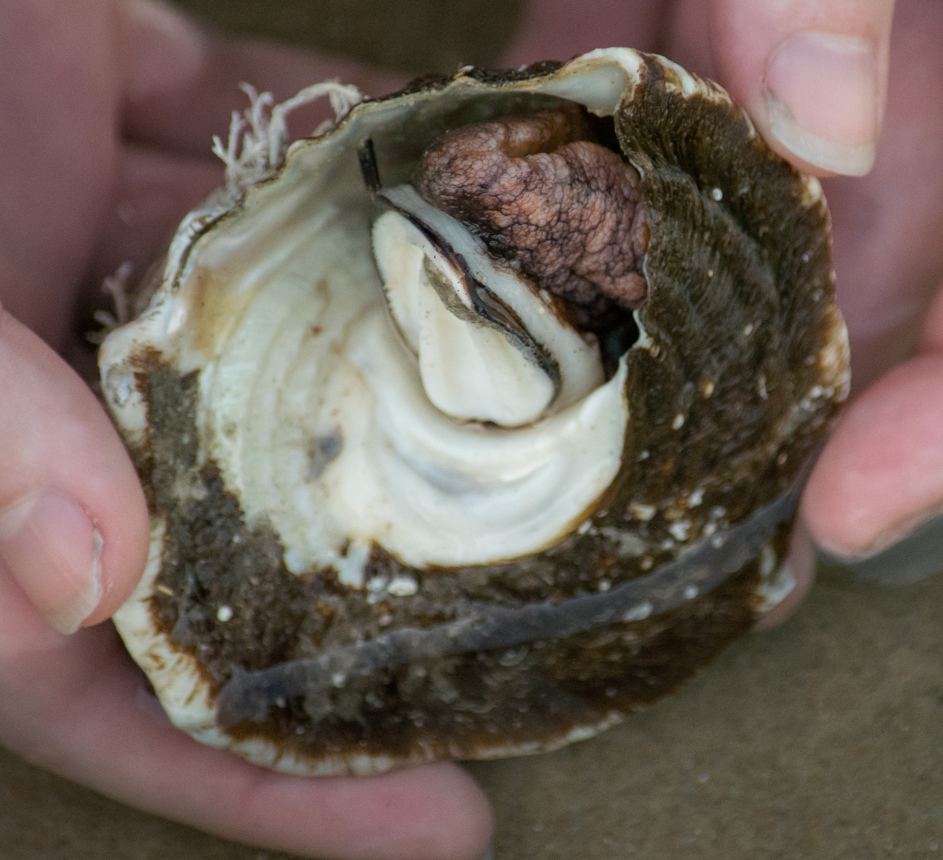 Protect The Shell Ask A Curator | Santa Barbara Museum of Natural History