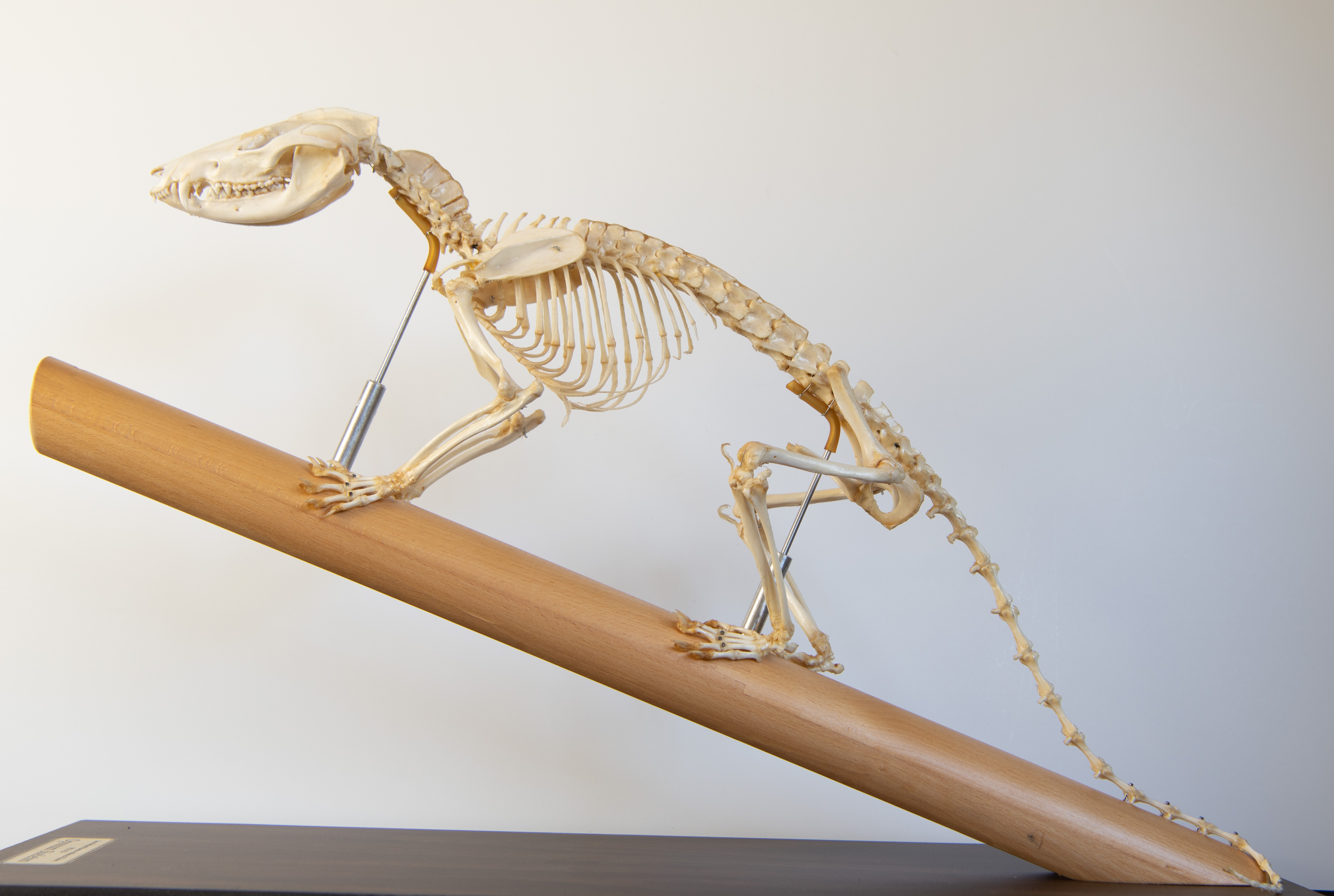 Ovinomorphus Ask A Curator | Santa Barbara Museum of Natural History