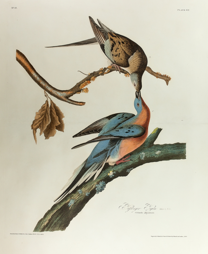 Passenger Pigeon by Audubon