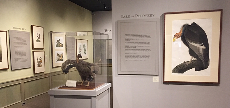 exhibit space showing art and taxidermy