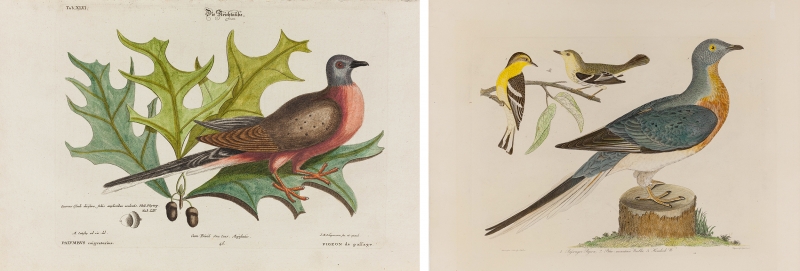 Passenger Pigeon by Mark Catesby and Alexander Wilson