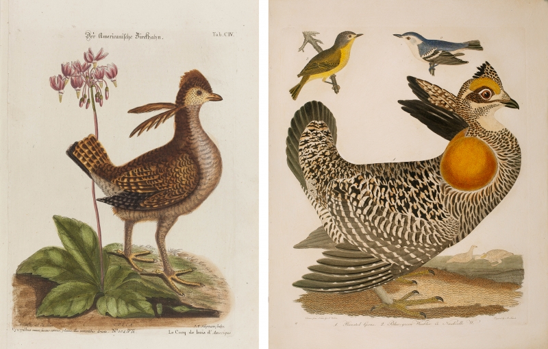 Pinnated Grouse by Mark Catesby and Alexander Wilson