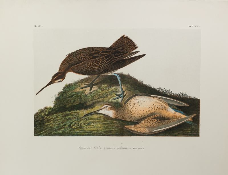 Esquimaux Curlew by Audubon