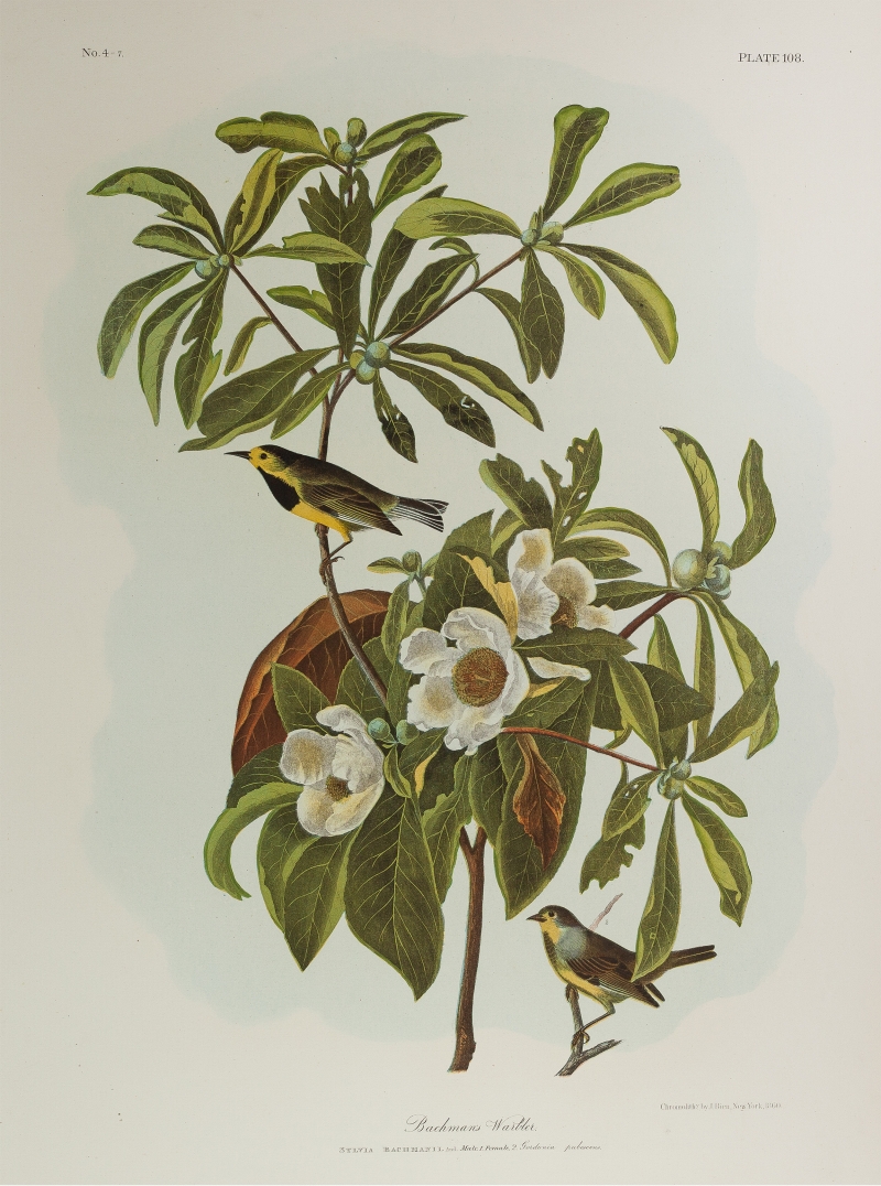 Bachman's Warbler by Audubon