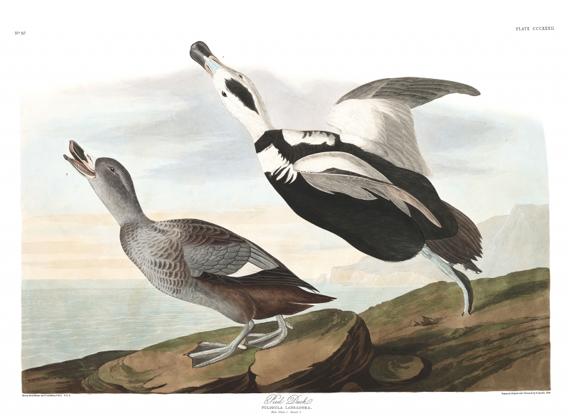 Pied Duck by Audubon