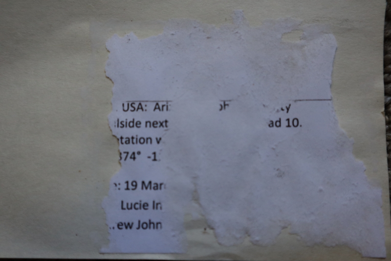 Gray Silverfish damage to a label; image by Lucie Gimmel