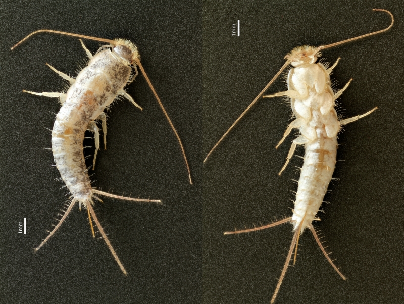 Silverfish Insects
