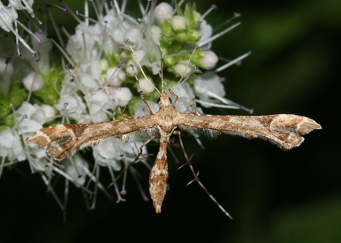 Name: Geranium Plume Moth, Amblyptilia pica