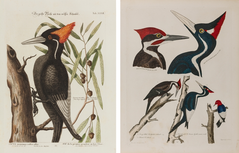 Catesby and Wilson Ivory billed Woodpeckers