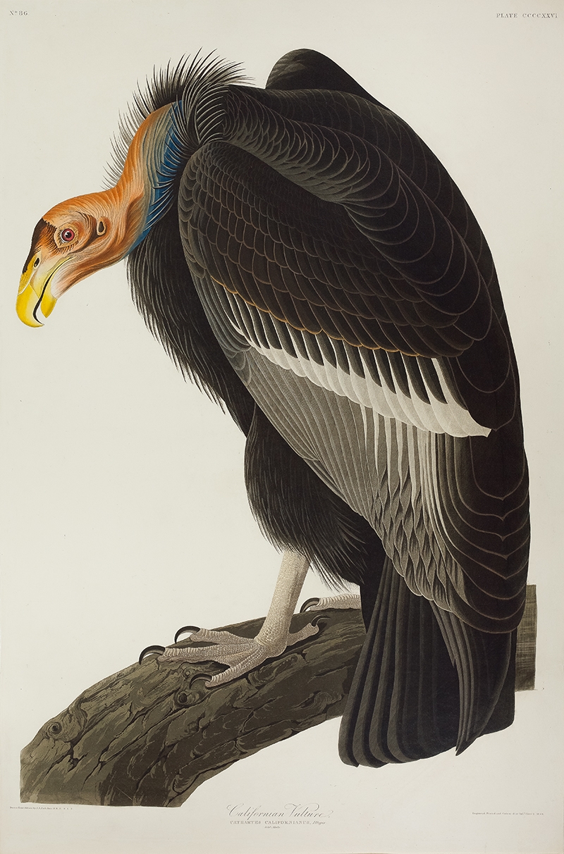 Californian Vulture aka California Condor by Audubon