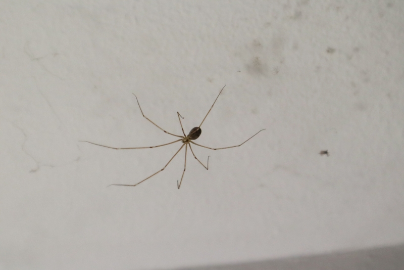 Cellar Spider