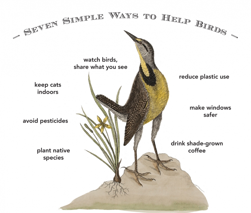 seven simple ways to help birds