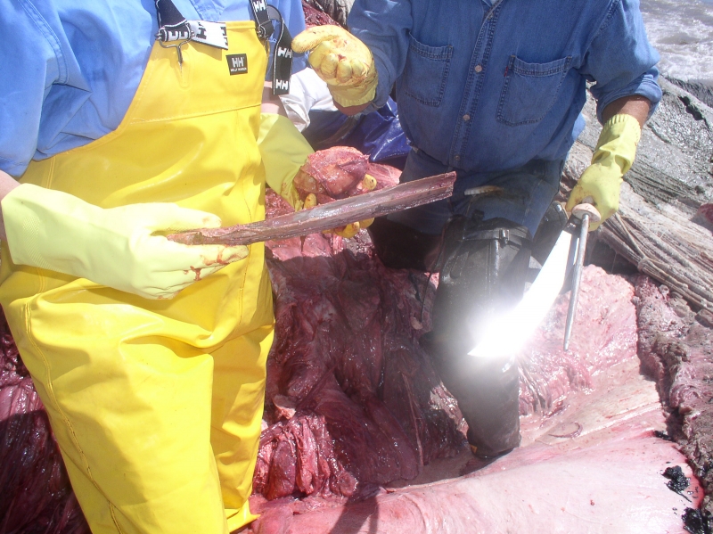 A long object held in the hands of gloved, wader-wearing researcher standing in the middle of a whale carcass