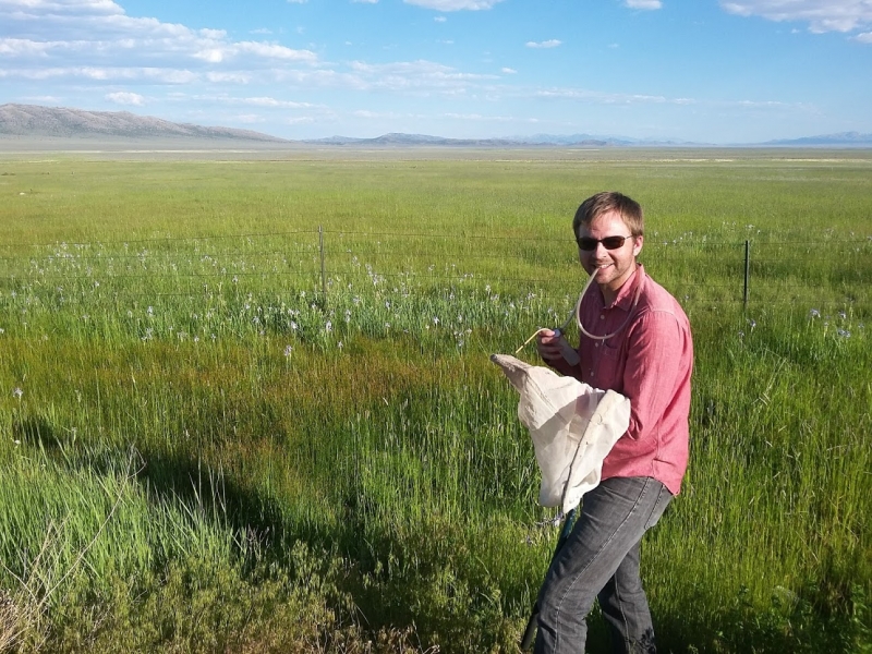 Gimmel sampling insects in the field