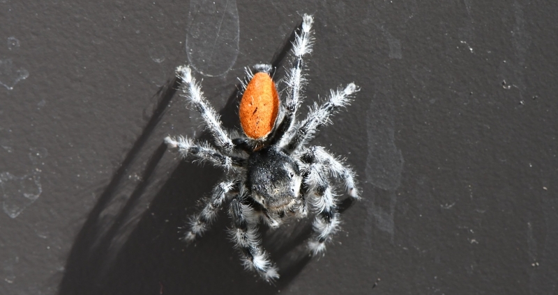 Paradise jumping spider sighted for the first time in Indiana