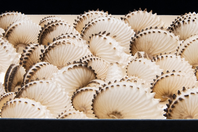 paper nautilus egg cases