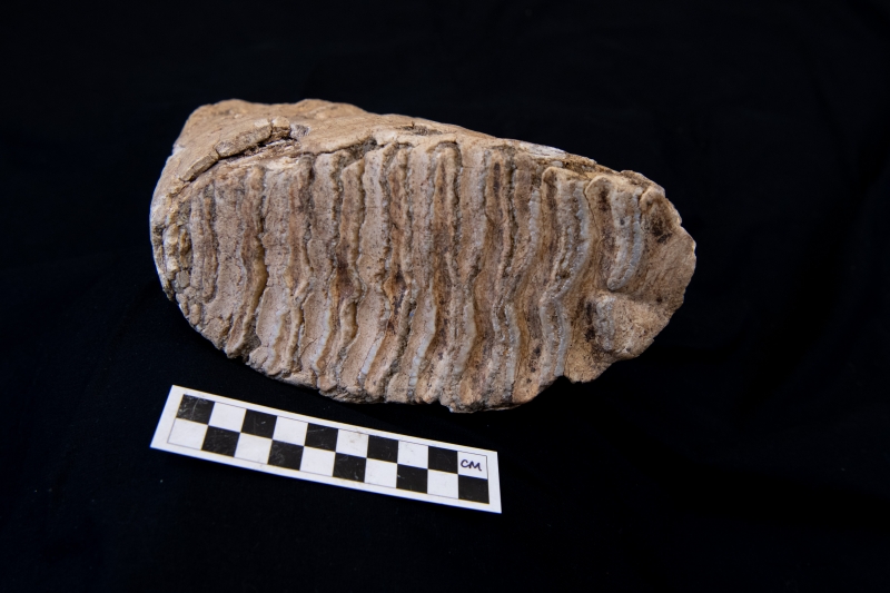 A weird fossil that looks like the underside of a sneaker, with ridges running across an oblong surface