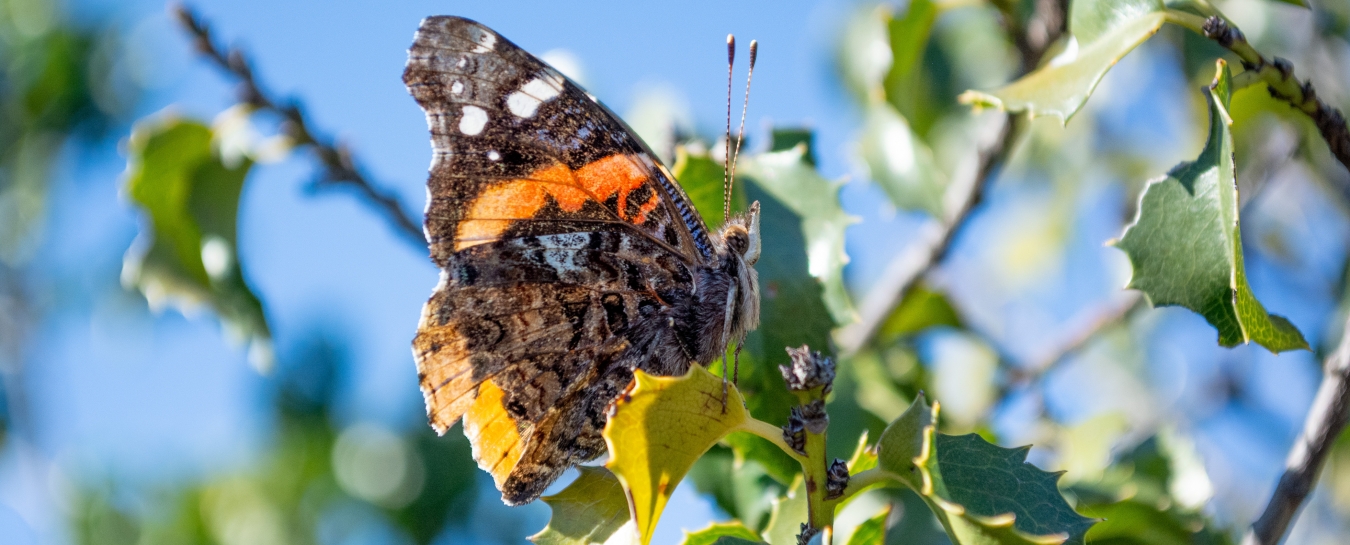 I was looking at pictures and I noticed that I had a picture of a butterfly  that alllllmost looked like a white admiral, but it had some…