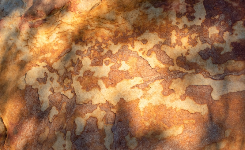 A mottled piece of sandstone, covered in raised reddish patches, photographed in dappled sunlight
