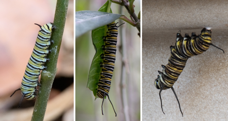 Three caterpillars with white, black, and yellow stripes.