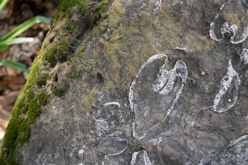 A dark gray, moss-and-lichen-covered boulder with heart-shaped cross-sections of white clamshells embedded in it