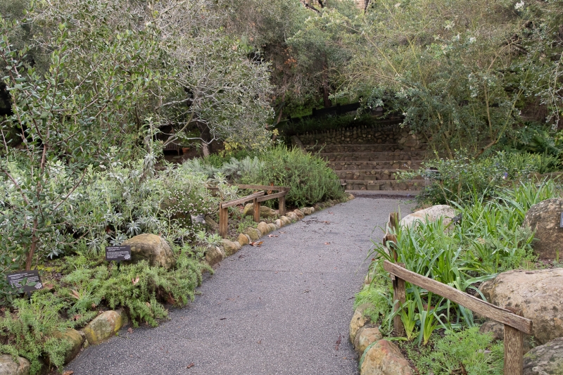 A beautiful garden full of plants of different shades of green, different shapes and textures, different levels. A path winds into it.