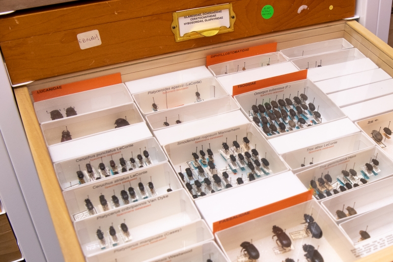 Beetles arranged in a collection drawer according to their relationships