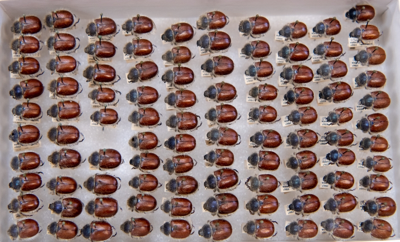 Beautiful rows of beetles pinned in a box