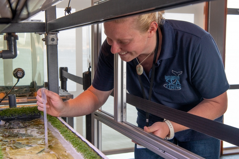 Sea Center Staff working on the White Abolone Restoration