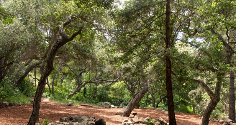 Wooded area event rental at the Museum 