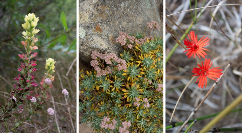 Blooms at the height of summer tucked in Lobo Canyon: Red Paintbrush Castilleja affinis s. affinis, Santa Cruz Island Buckwheat Eriogonum arborescens, Indian Pink Silene laciniata s. major