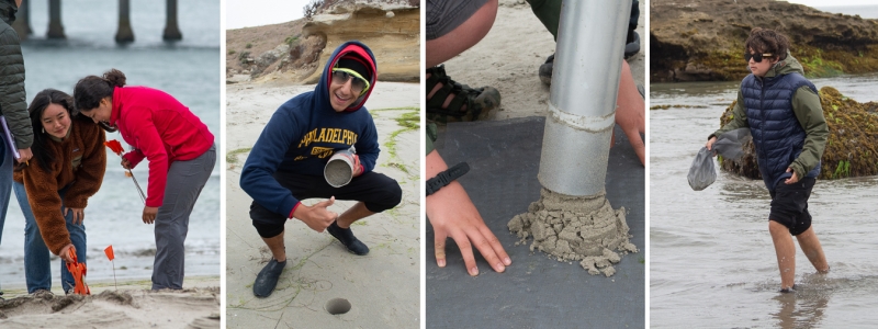 marine biology fieldwork on a sandy beach