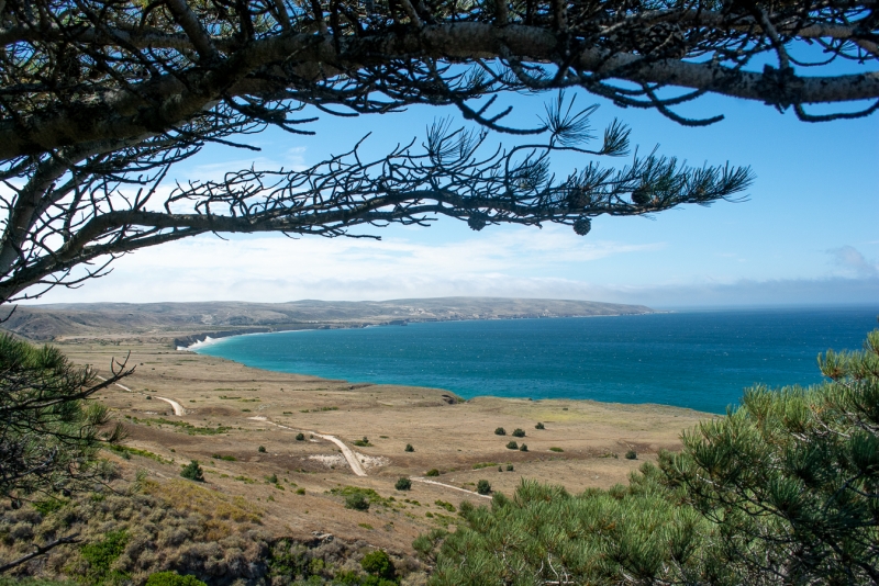 Looking west at Becher's Bay from the Torrey Pine grove