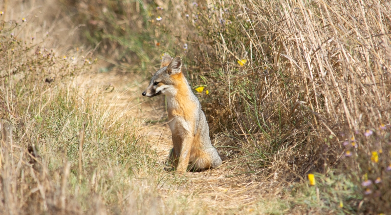 Island Fox